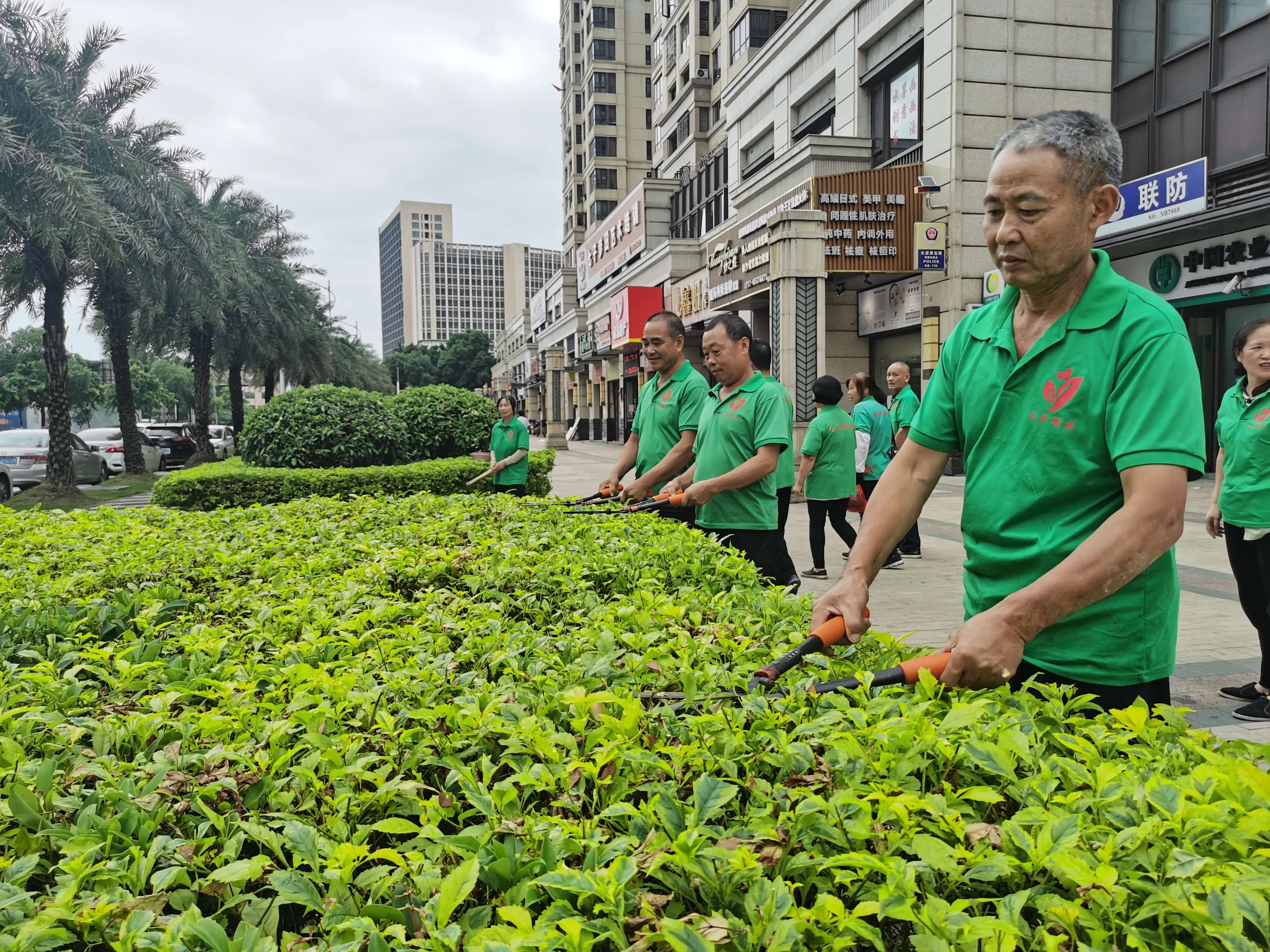 工厂绿化养护绿篱的养护治理