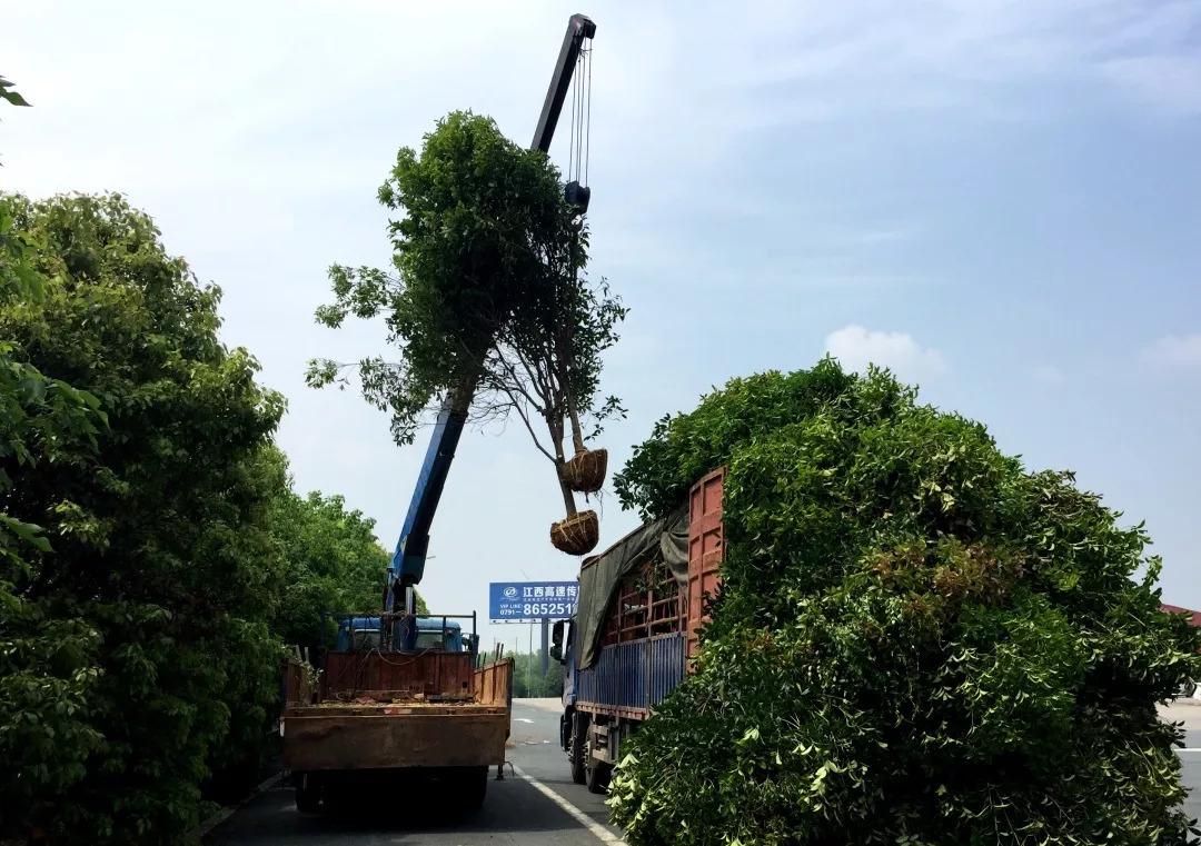 绿化苗木移植运输