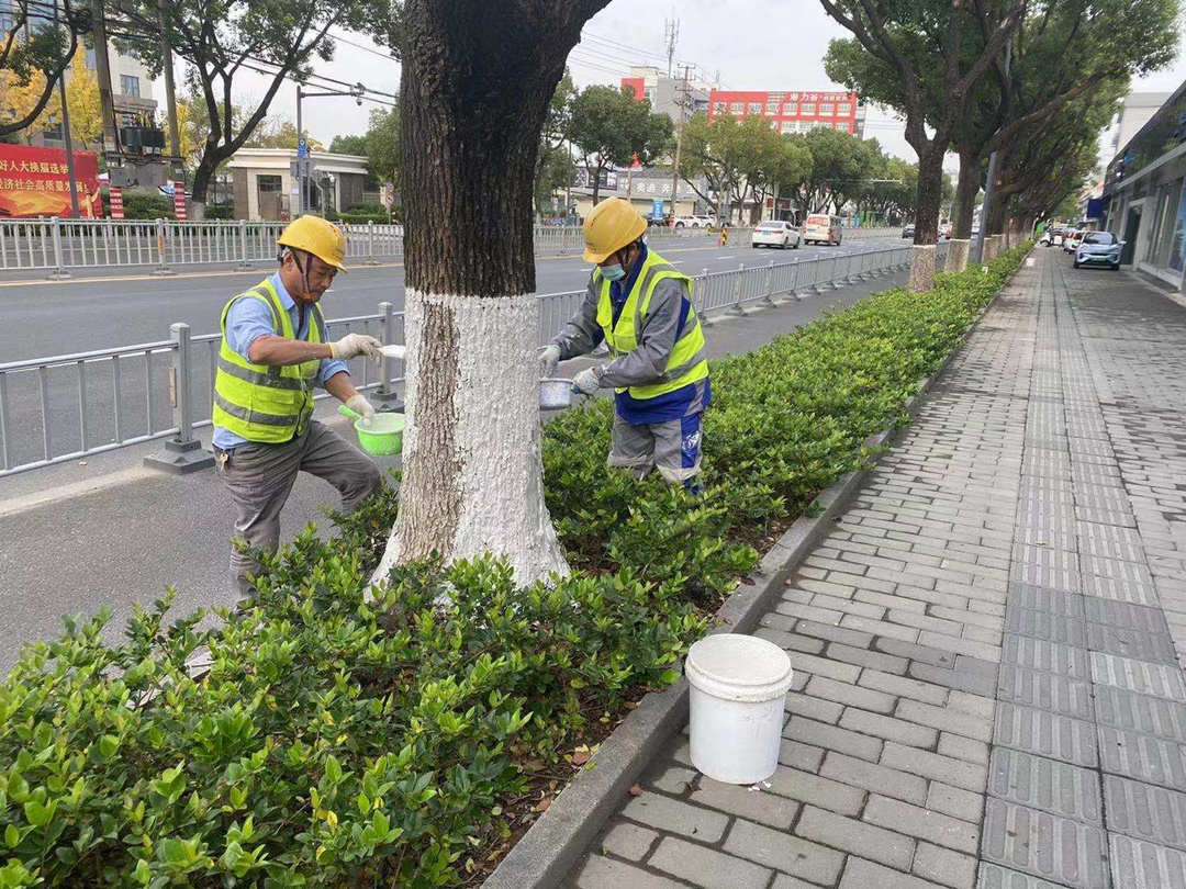 园林绿化养护苗木涂白